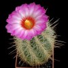 Thelocactus_bicolor_wagnerianus